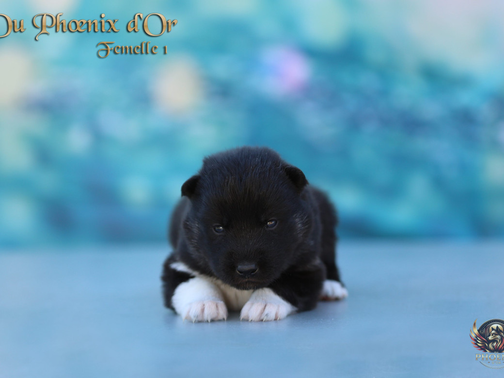 Photo 9 de Femelle 1 - Moon x Ultra (Mars 2026)