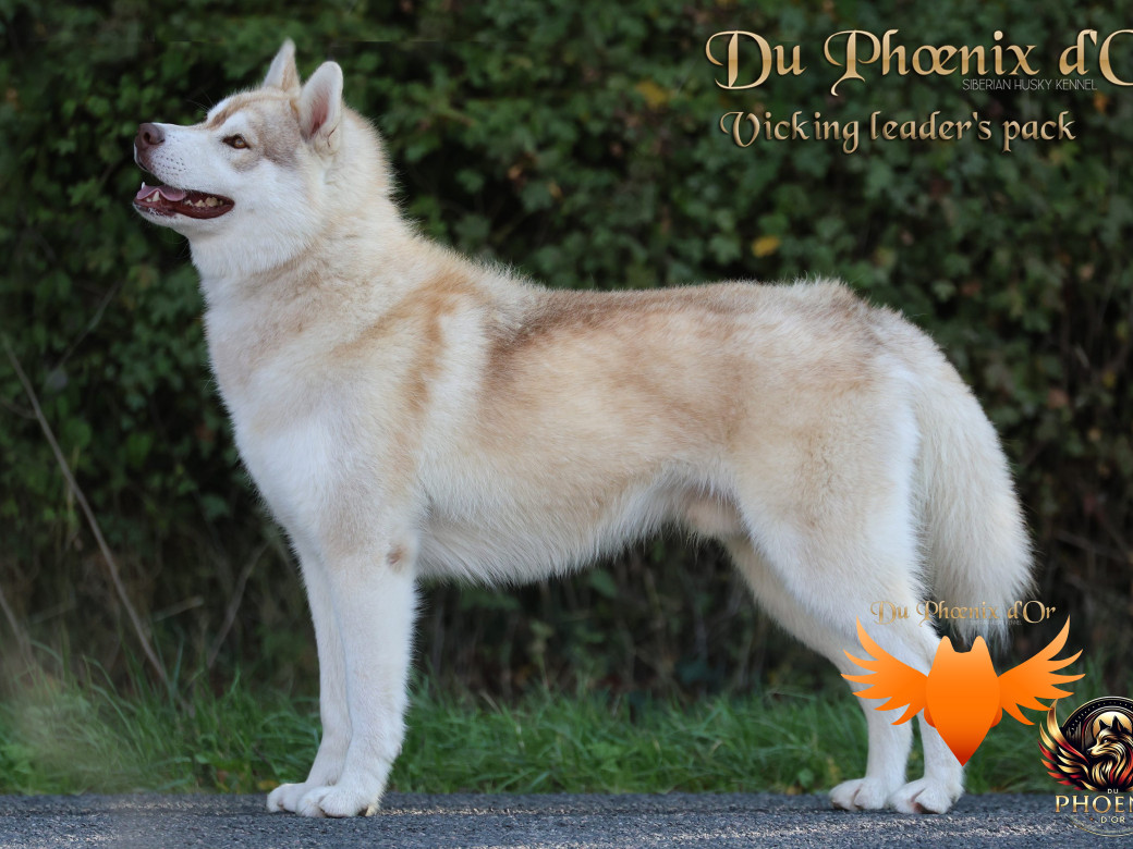 Photo 4 de Viking leader's pack - Portée Serena et Moky
