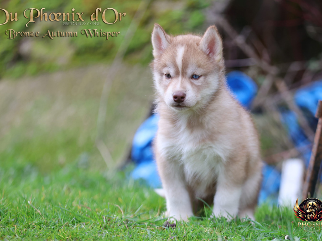 Photo 17 de Femelle 3 - Pandora x Moky (Janvier 2026)