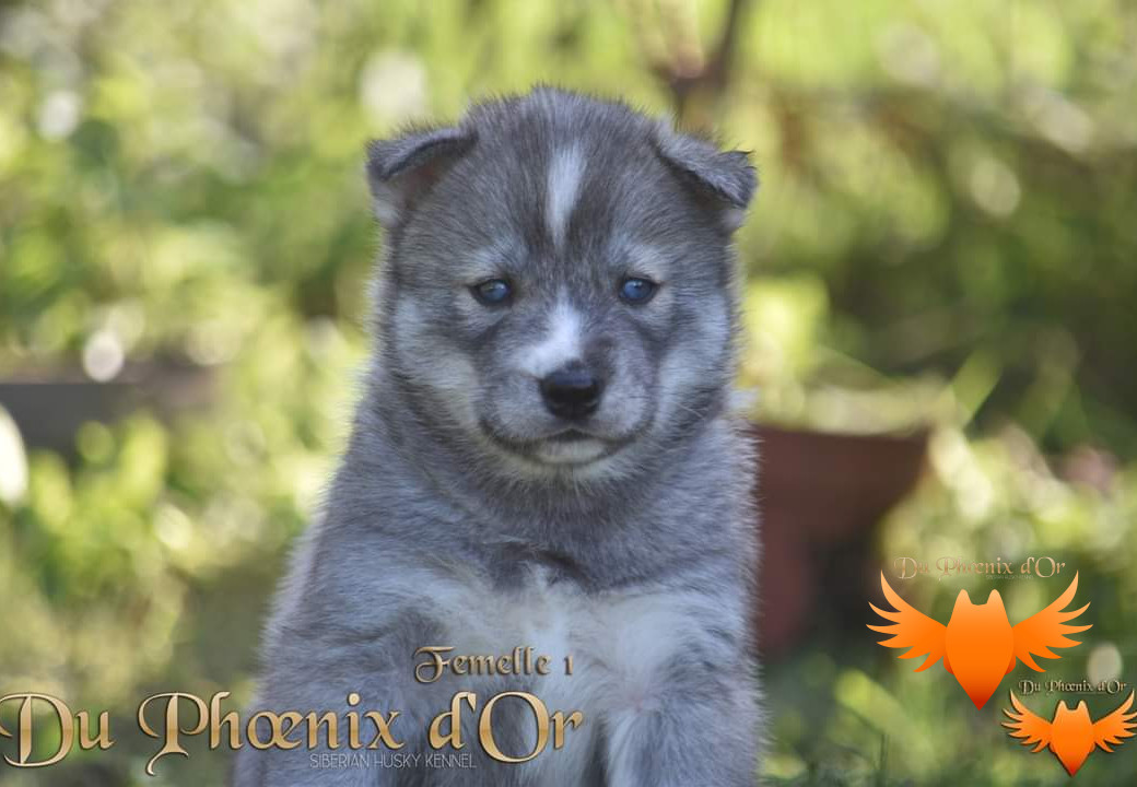 Veritable Nala lioness paw du Phoenix d'or - Priprou