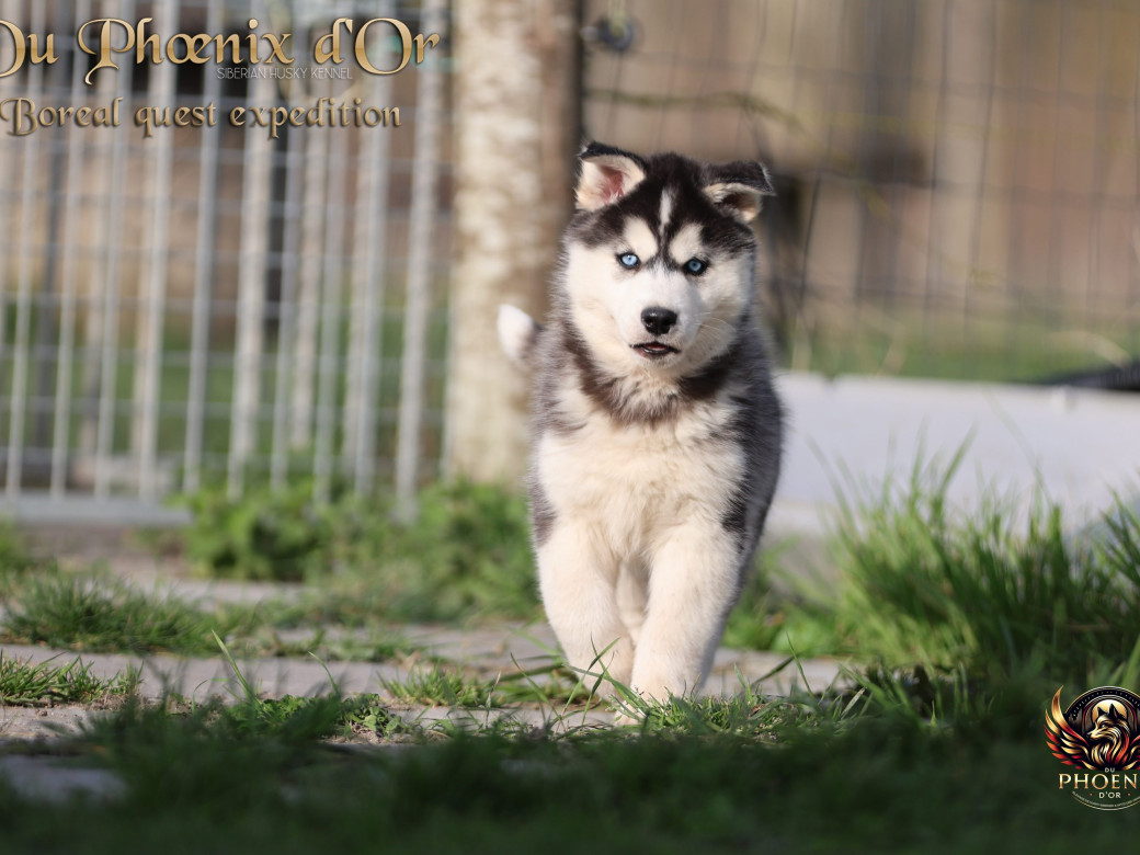 Photo 4 de Mâle 1 - Pandora x Moky (Janvier 2026)