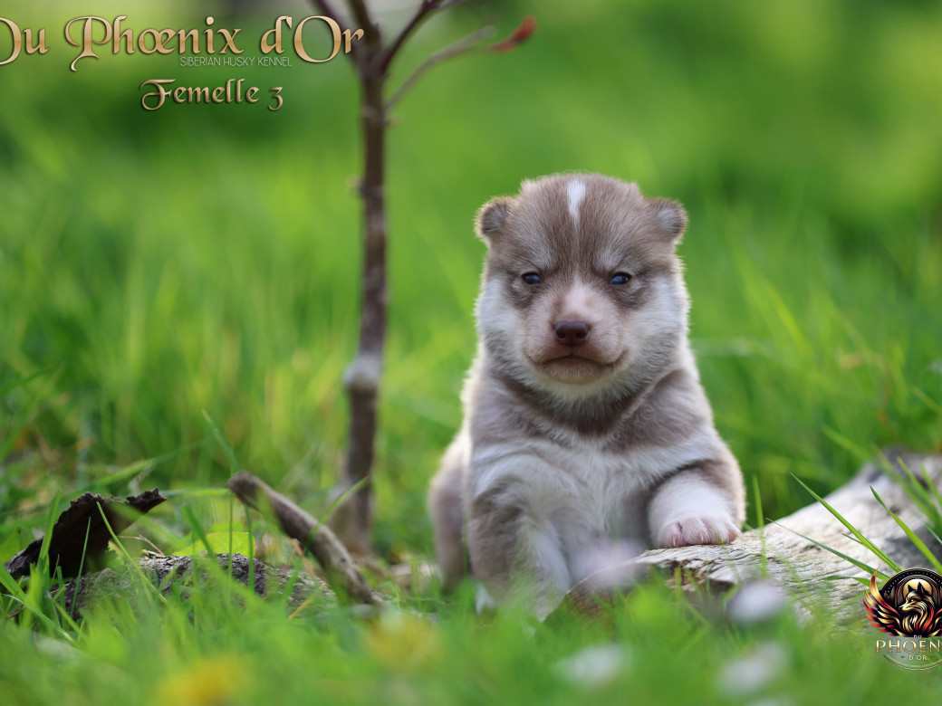 Photo 3 de Femelle 3 - Shana x Unix (Mars 2026)