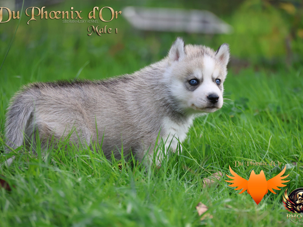 Photo 14 de Mâle 1 - Twilight x Yoshi (Août 2025)