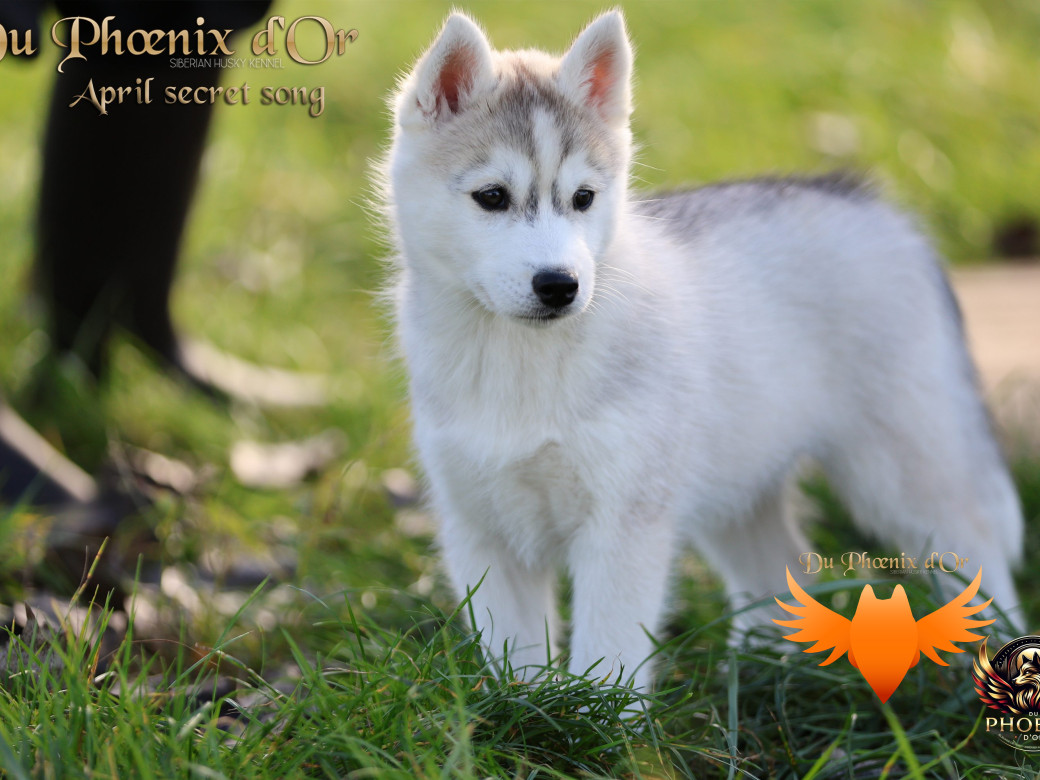 Photo 15 de Femelle 2 - Sweetie x Toruk (Septembre 2025)