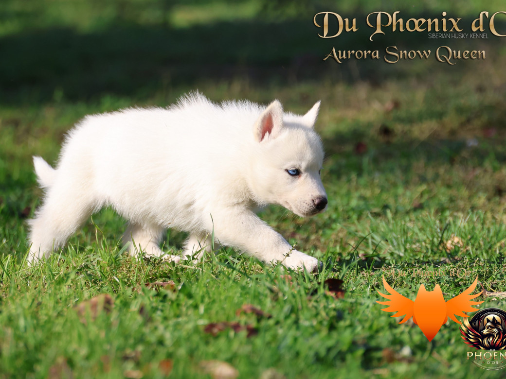 Photo 9 de Femelle 1 - Twilight x Yoshi (Août 2025)