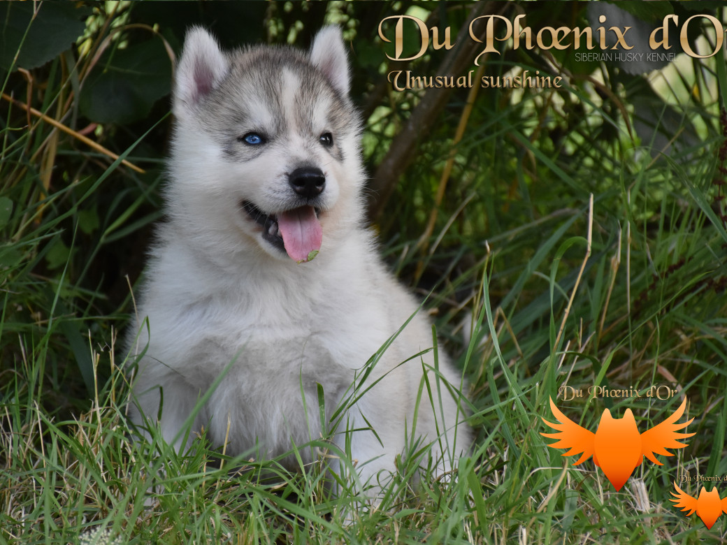 Picture of Unusual Sunshine du Phoenix d'or