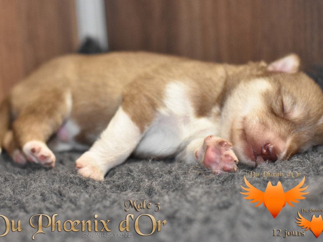 Picture of Veasley magic red du Phoenix d'or - Moon & Shiiro
