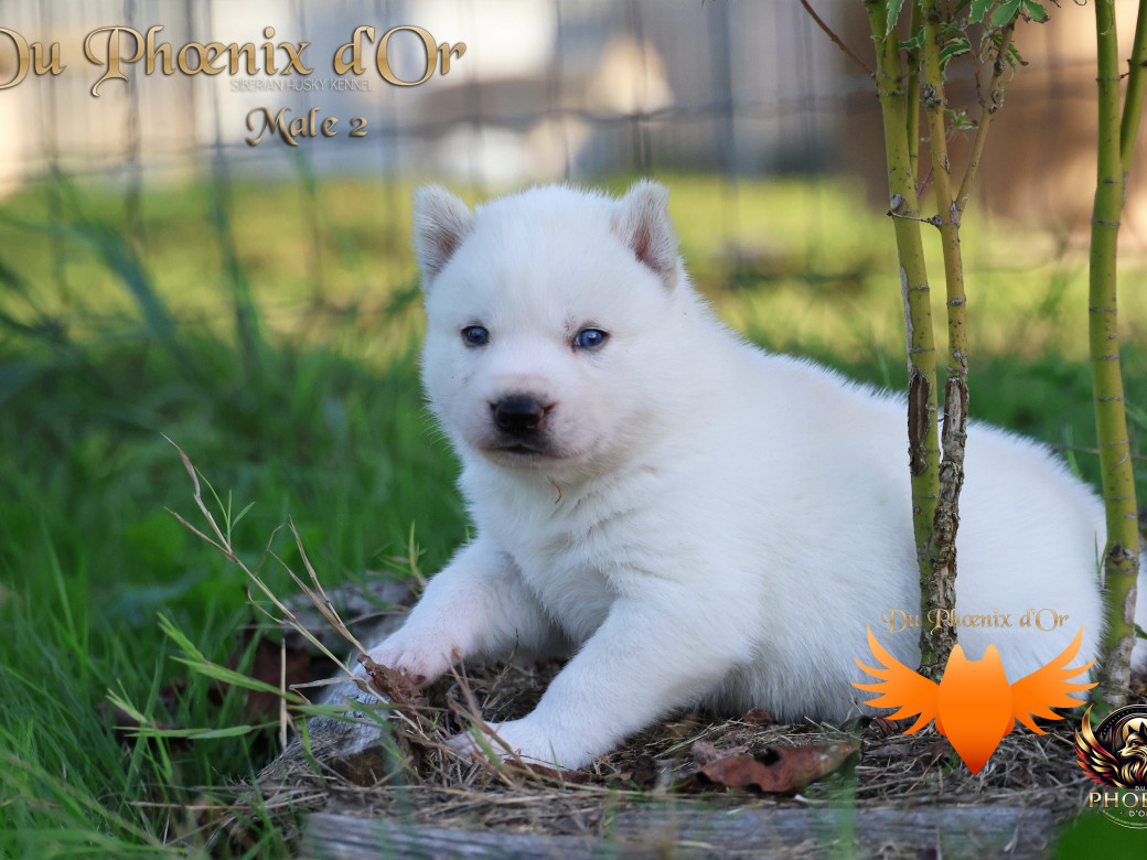 Photo 25 de Mâle 2 - Twilight x Yoshi (Août 2025)