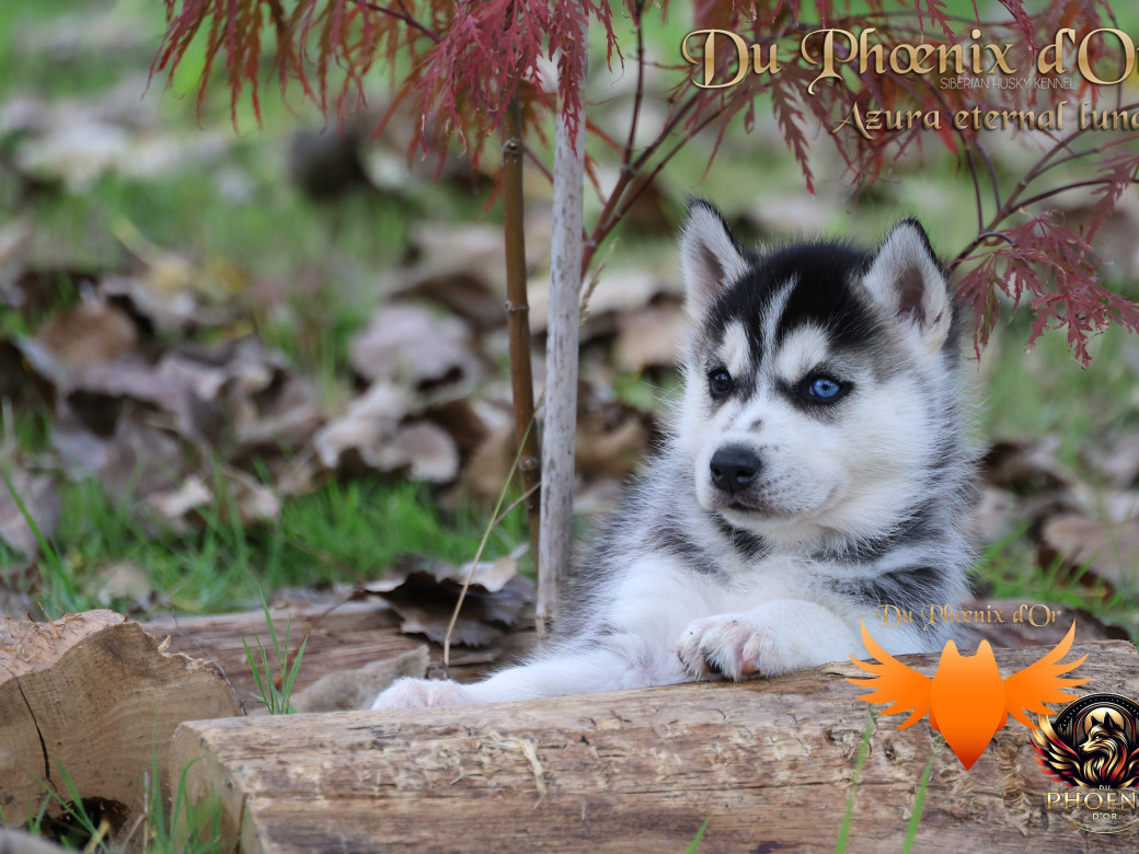 Photo 1 de Femelle 2 - Twilight x Yoshi (Août 2025)