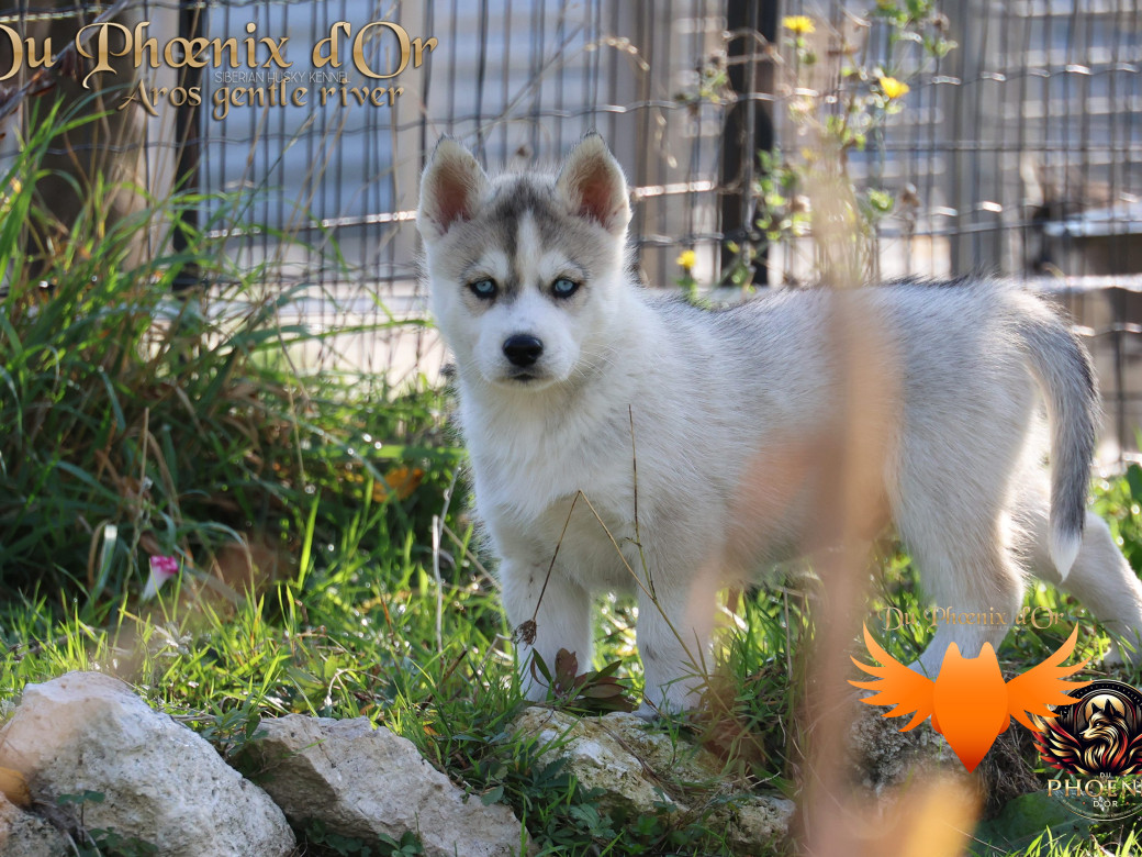 Photo 6 de Mâle 4 - Twilight x Yoshi (Août 2025)