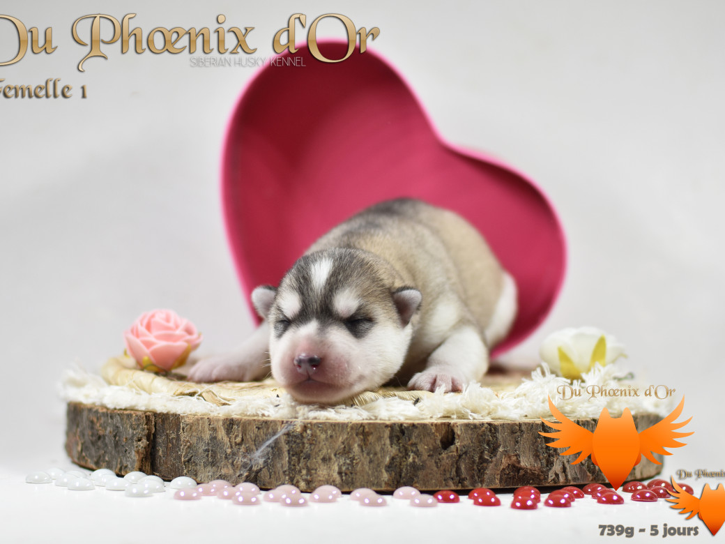Picture of Vicky du Phoenix d'or - Moon & Shiiro