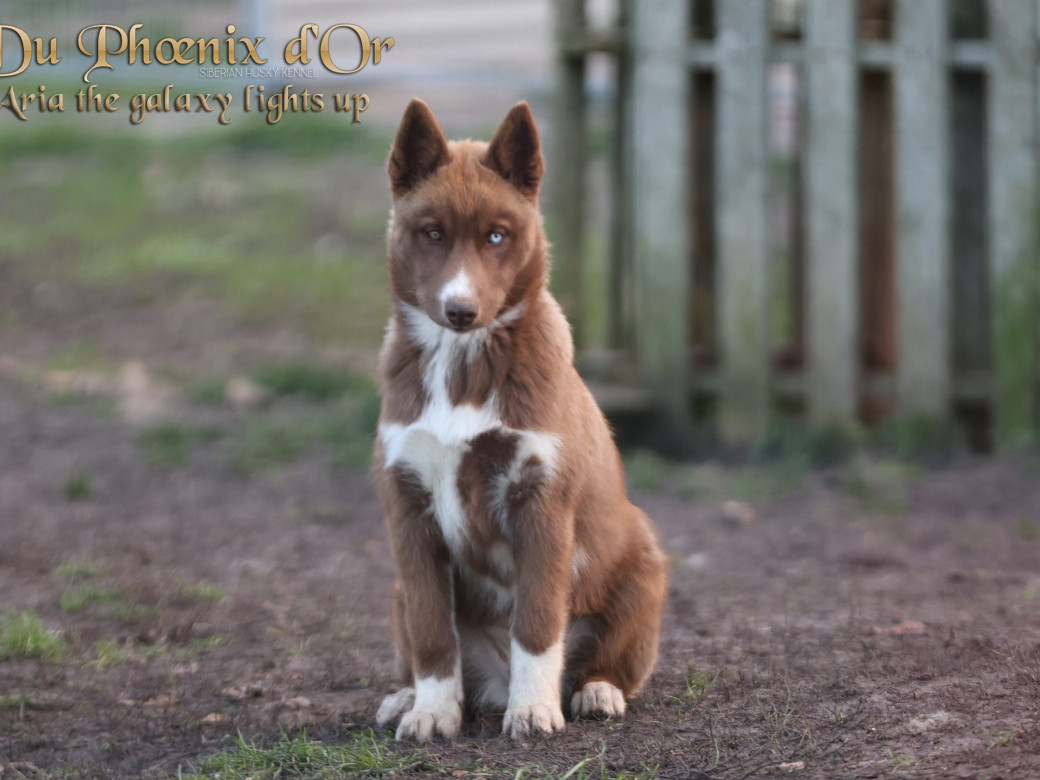 Photo 11 de Femelle 4 - Taïga x Ultra (Août 2025)