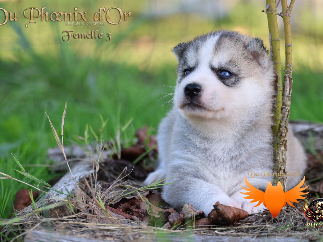 Photo 14 de Femelle 3 - Twilight x Yoshi (Août 2025)