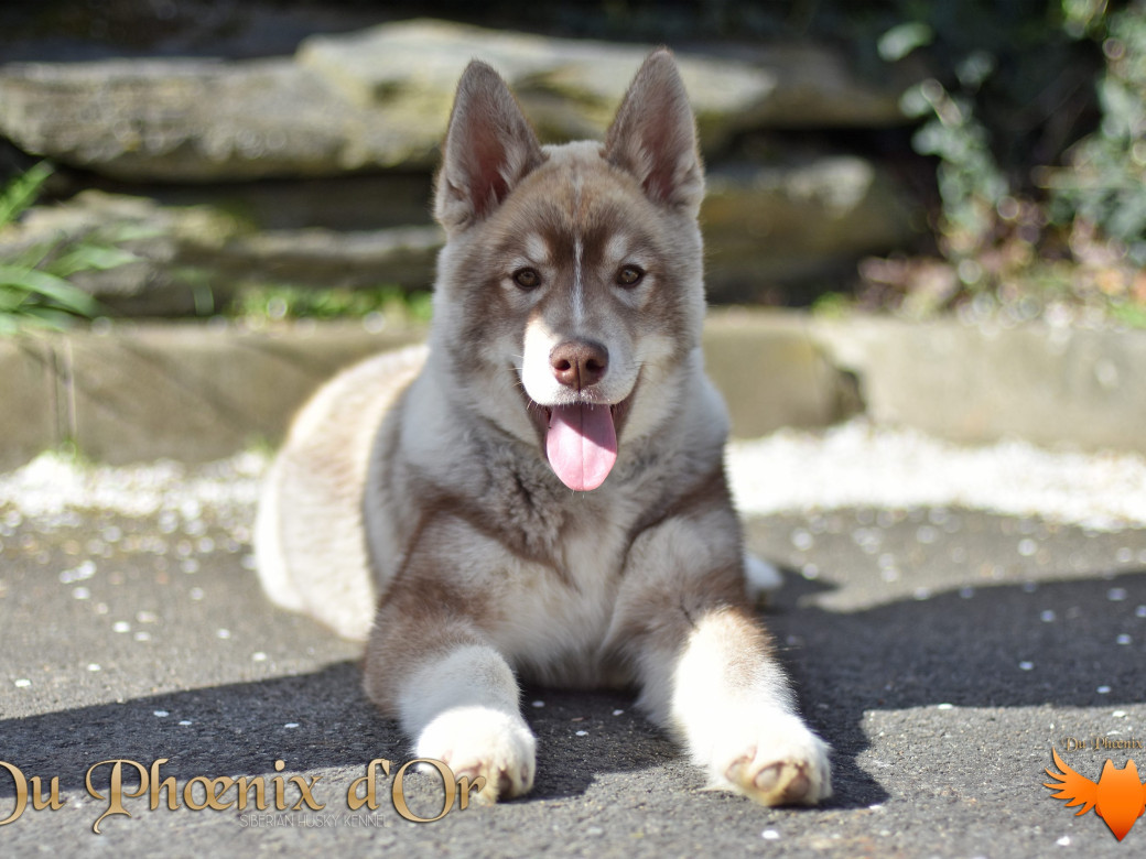 Photo 68 de Unix ultime touch the stars Du Phoenix D'Or