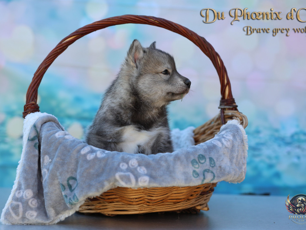 Photo 16 de Mâle 2 - Serena x Ragnar (Février 2026)