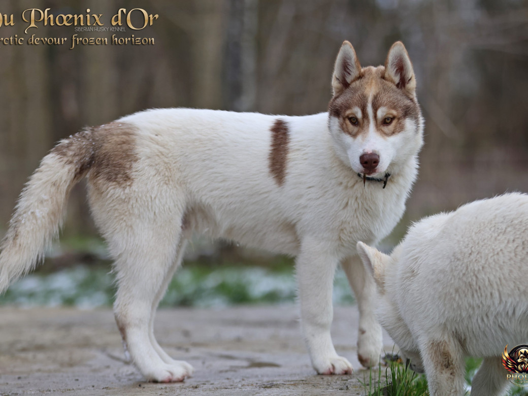 Photo 7 de Mâle 1 - Taïga x Ultra (Août 2025)