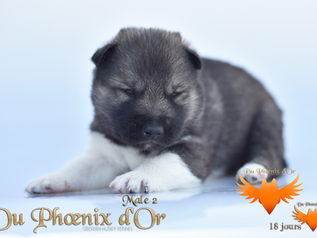 Picture of Vegas 'stars du Phoenix d'or - Moon & Shiiro