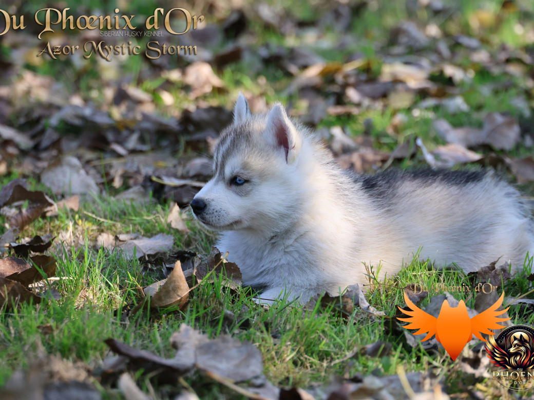 Photo 14 de Mâle 3 - Twilight x Yoshi (Août 2025)