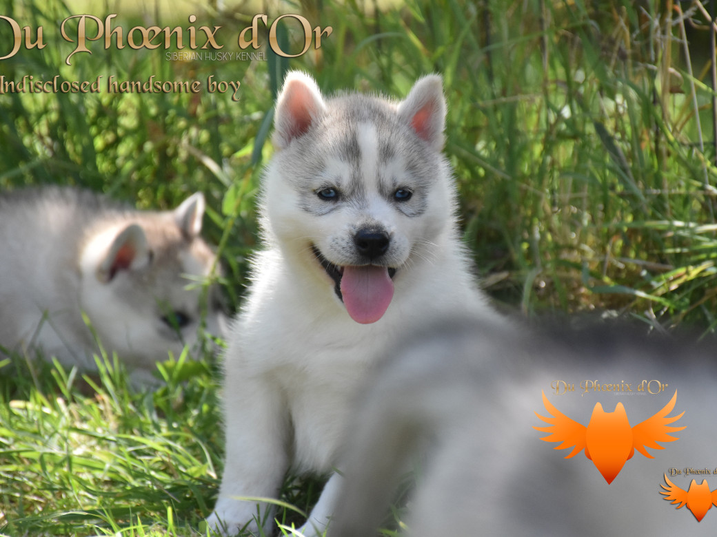 Picture of Undisclosed handsome boy du Phoenix d'or