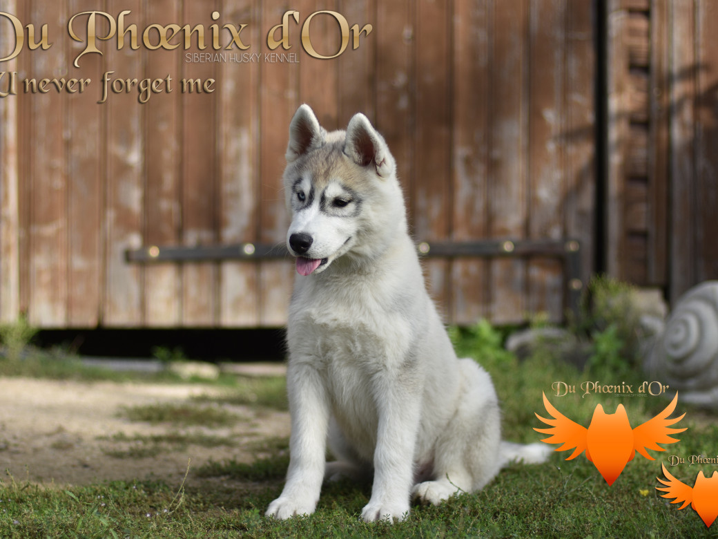 Picture of U never forget me du Phoenix d'or (Ustang)