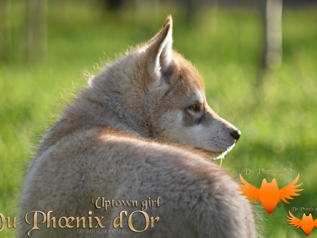 Picture of Uptown girl du Phoenix d'or