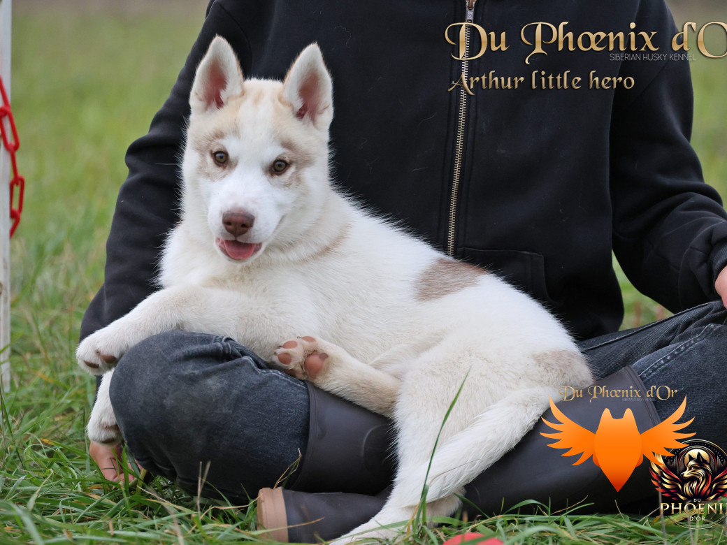 Photo 45 de Mâle 2 - Taïga x Ultra (Août 2025)