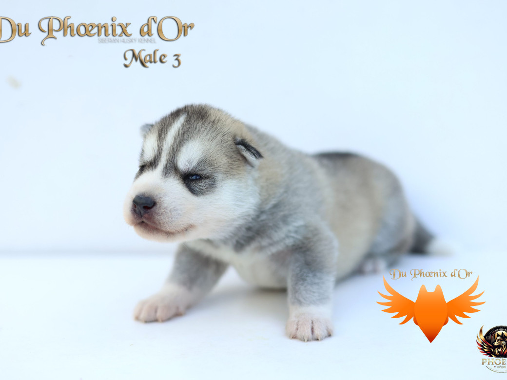 Photo 23 de Mâle 3 - Twilight x Yoshi (Août 2025)