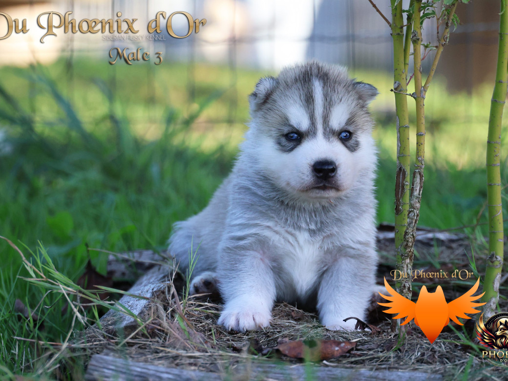 Photo 20 de Mâle 3 - Twilight x Yoshi (Août 2025)