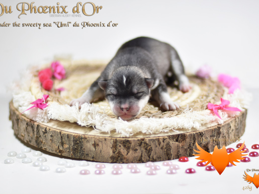 Picture of Under the sweety sea "Umi" du Phoenix d'or