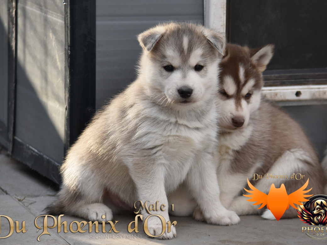 Picture of Vistigris - PANDORA & MOKY (Décembre 2024)