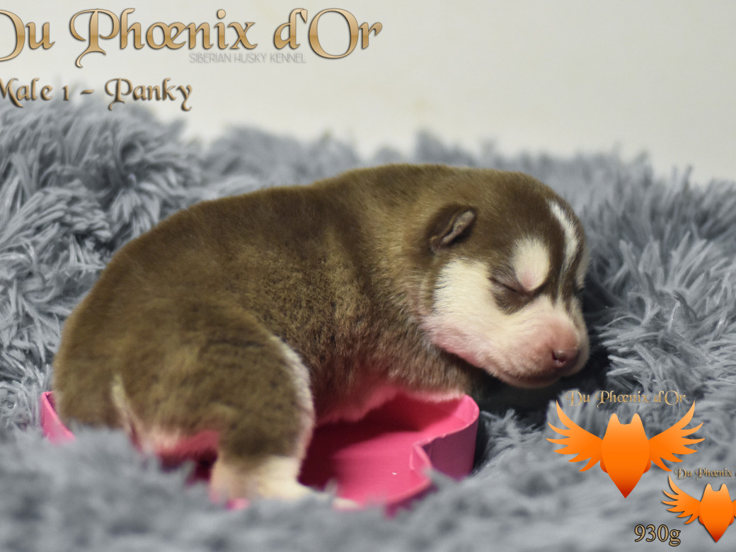 Picture of Unfinity milk chocolate du Phoenix d'or