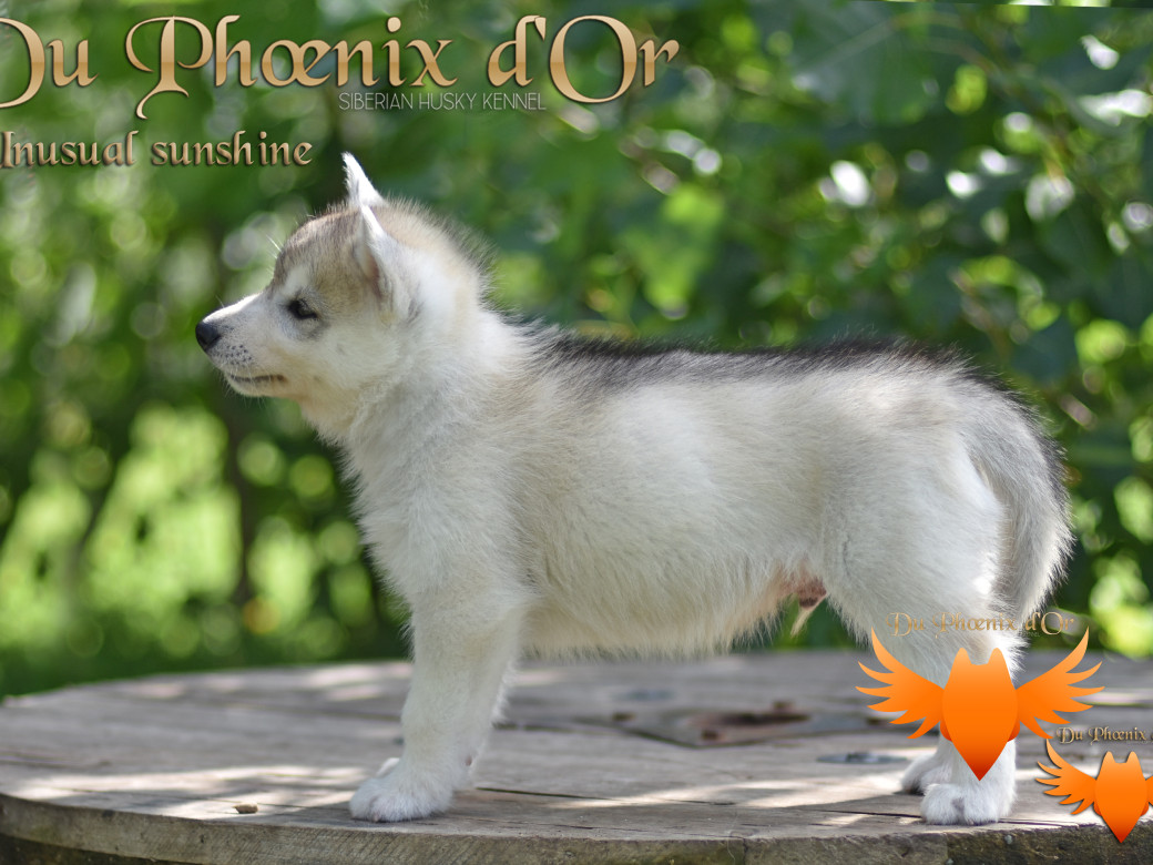 Picture of Unusual Sunshine du Phoenix d'or