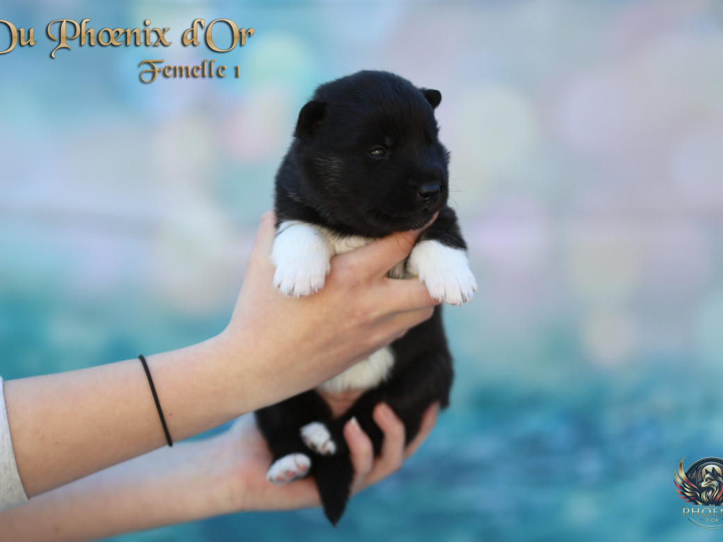 Photo 11 de Femelle 1 - Moon x Ultra (Mars 2026)