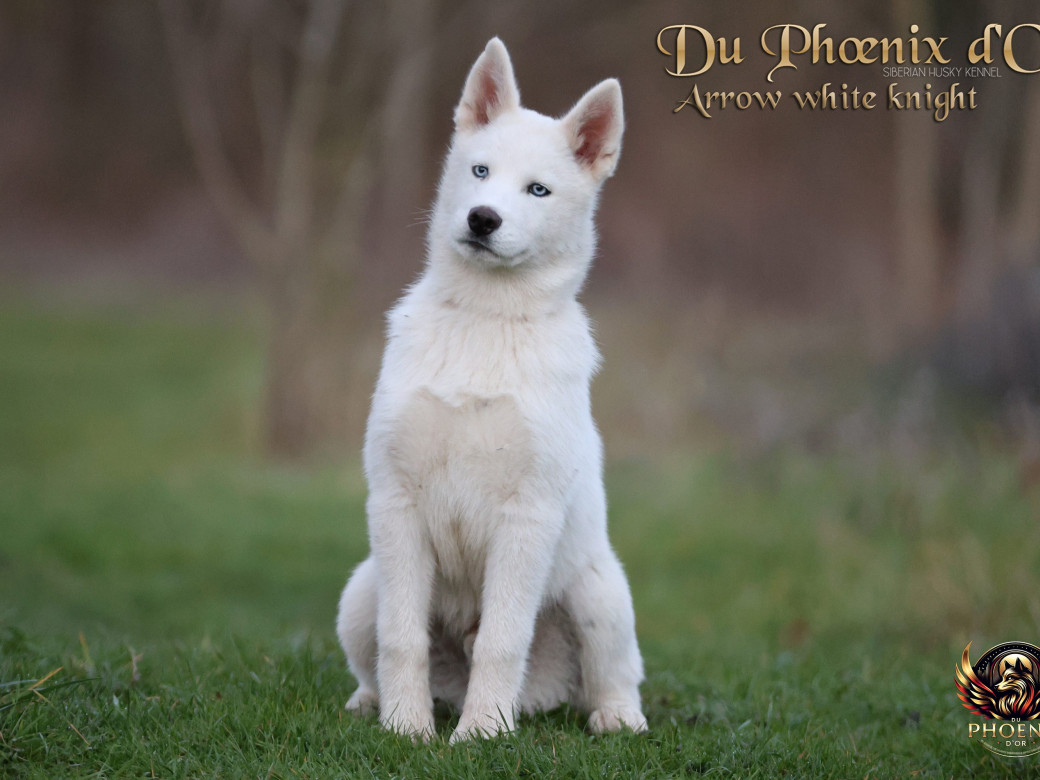 Photo 19 de Mâle 2 - Twilight x Yoshi (Août 2025)