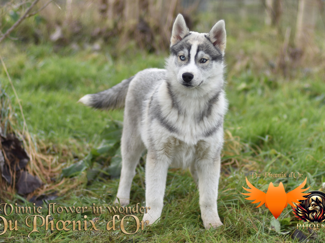Picture of Vinnie flower in wonder du Phoenix d'or - Ruruk