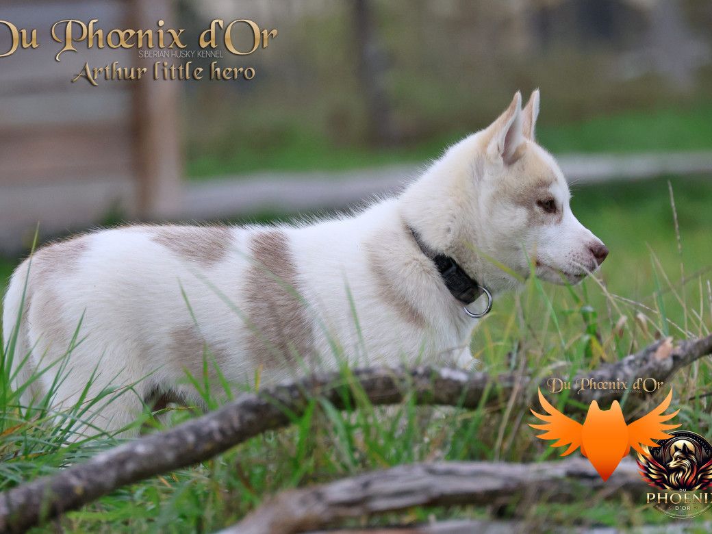 Photo 42 de Mâle 2 - Taïga x Ultra (Août 2025)