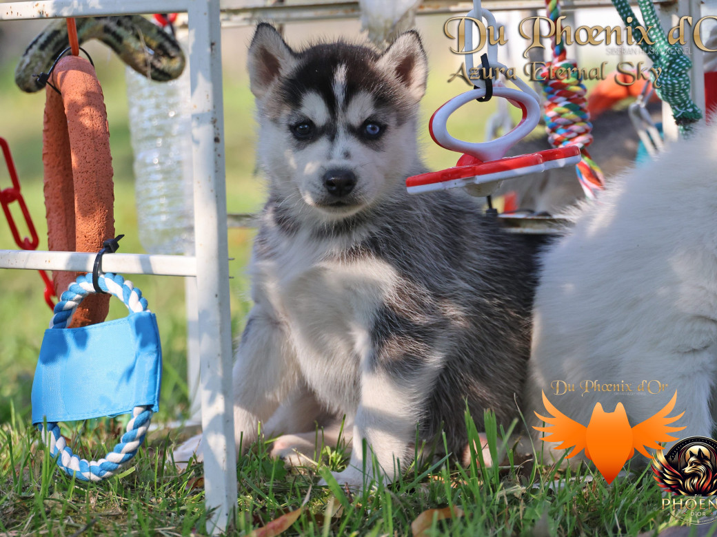 Photo 6 de Femelle 2 - Twilight x Yoshi (Août 2025)