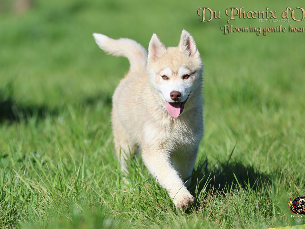 Photo 4 de Femelle 1 - Pandora x Moky (Janvier 2026)