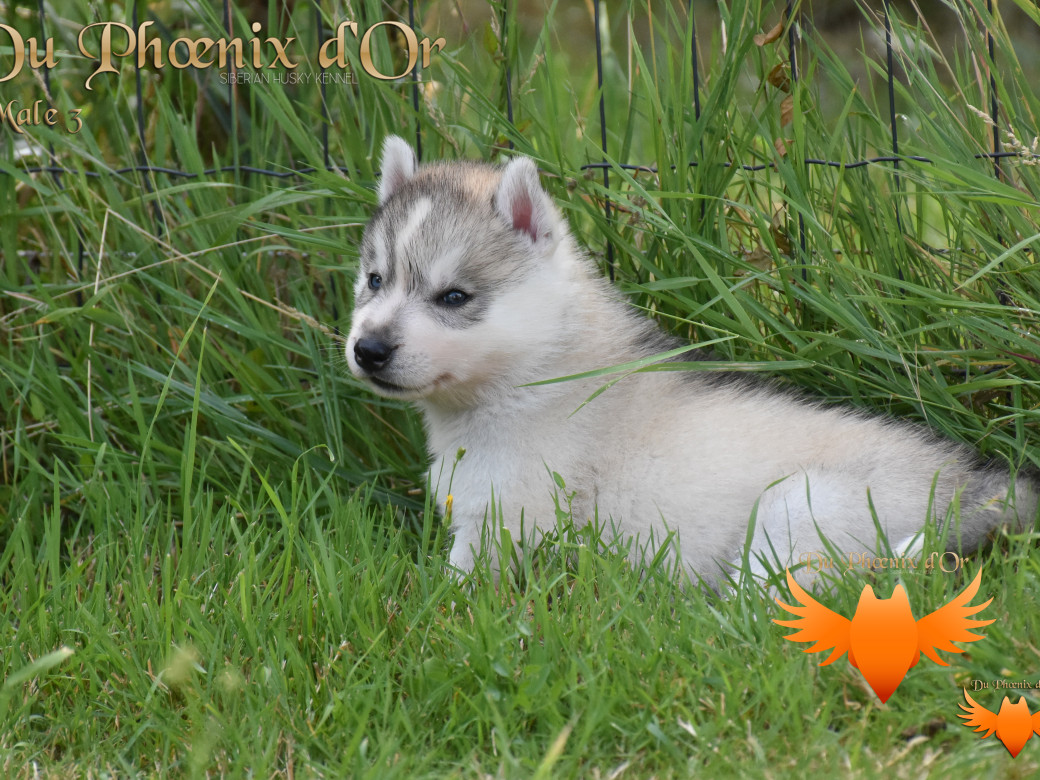 Picture of Unusual Sunshine du Phoenix d'or