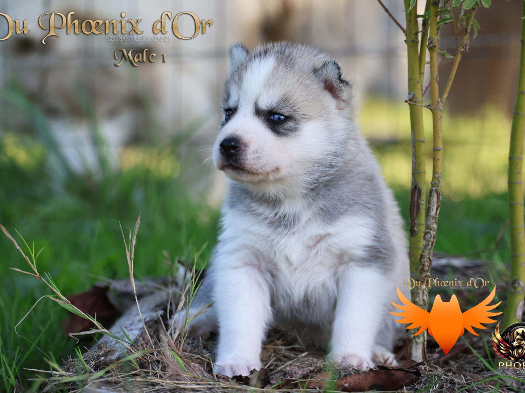 Photo 17 de Mâle 1 - Twilight x Yoshi (Août 2025)