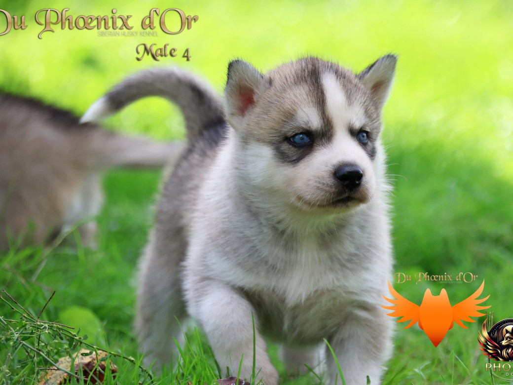 Photo 29 de Mâle 4 - Twilight x Yoshi (Août 2025)