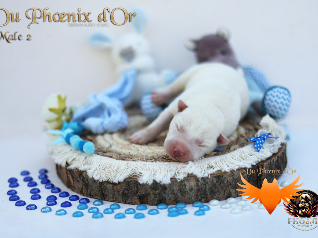 Photo 33 de Mâle 2 - Twilight x Yoshi (Août 2025)