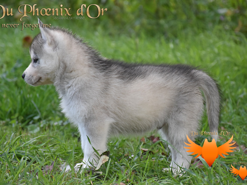 Picture of U never forget me du Phoenix d'or (Ustang)