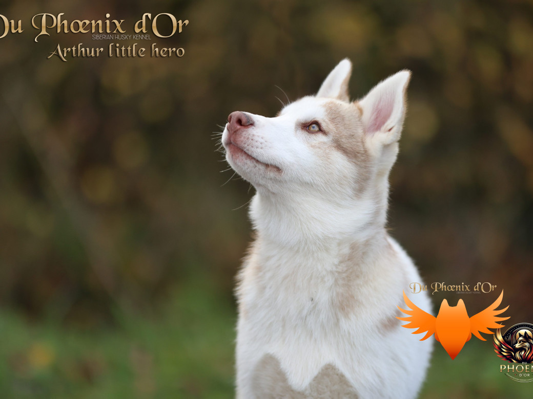 Photo 7 de Mâle 2 - Taïga x Ultra (Août 2025)