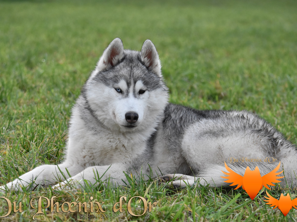 Picture of U never forget me du Phoenix d'or (Ustang)