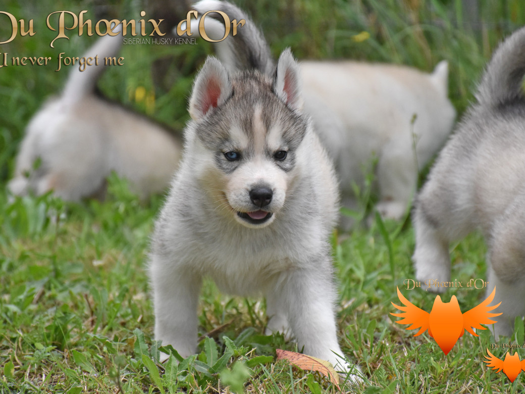 Picture of U never forget me du Phoenix d'or (Ustang)