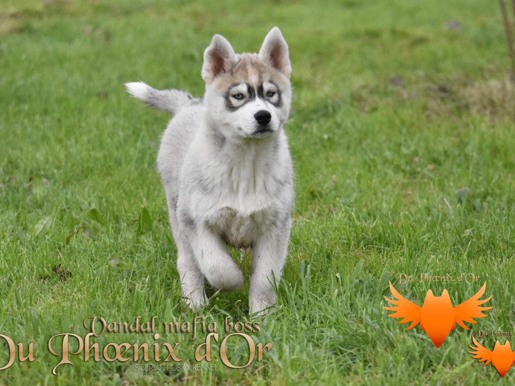 Picture of Vandal mafia boss du Phoenix d'or - Priprou