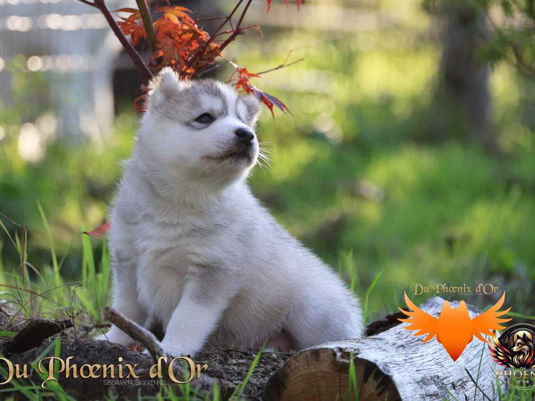 Photo 30 de Femelle 2 - Sweetie x Toruk (Septembre 2025)