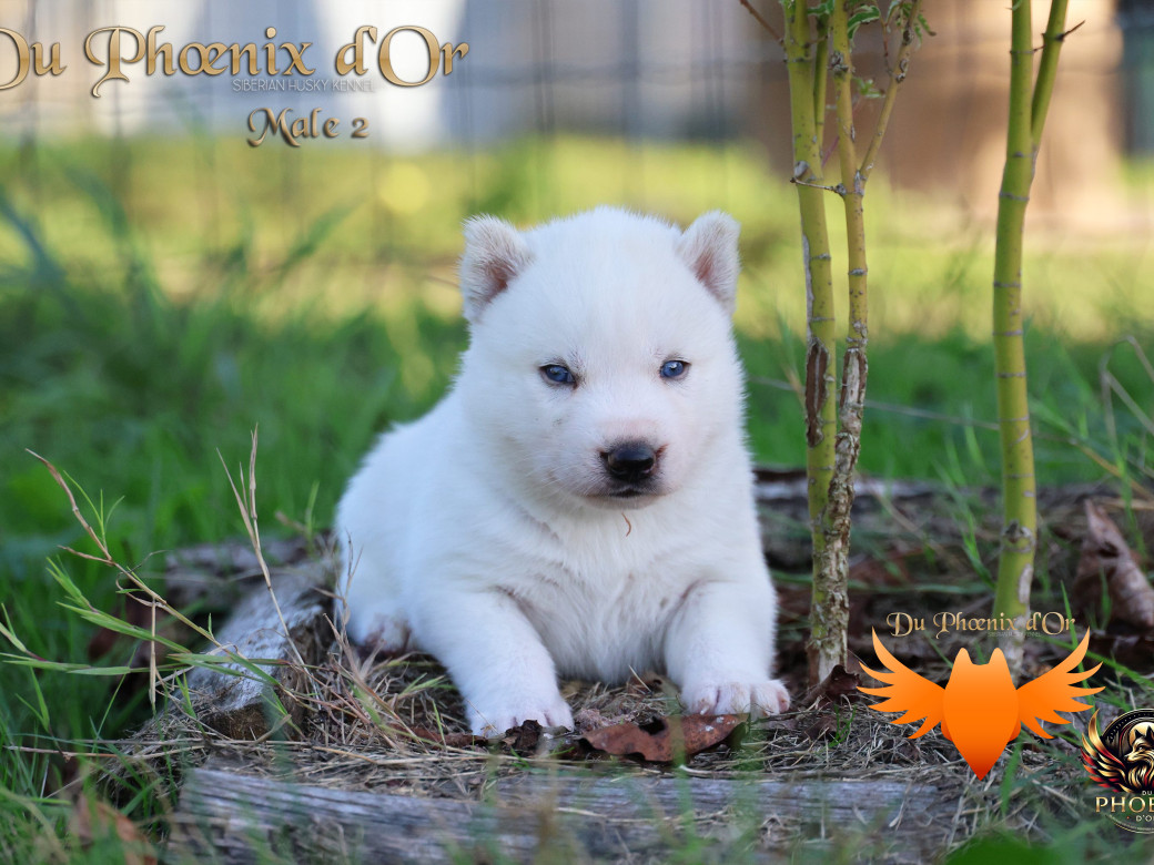 Photo 28 de Mâle 2 - Twilight x Yoshi (Août 2025)