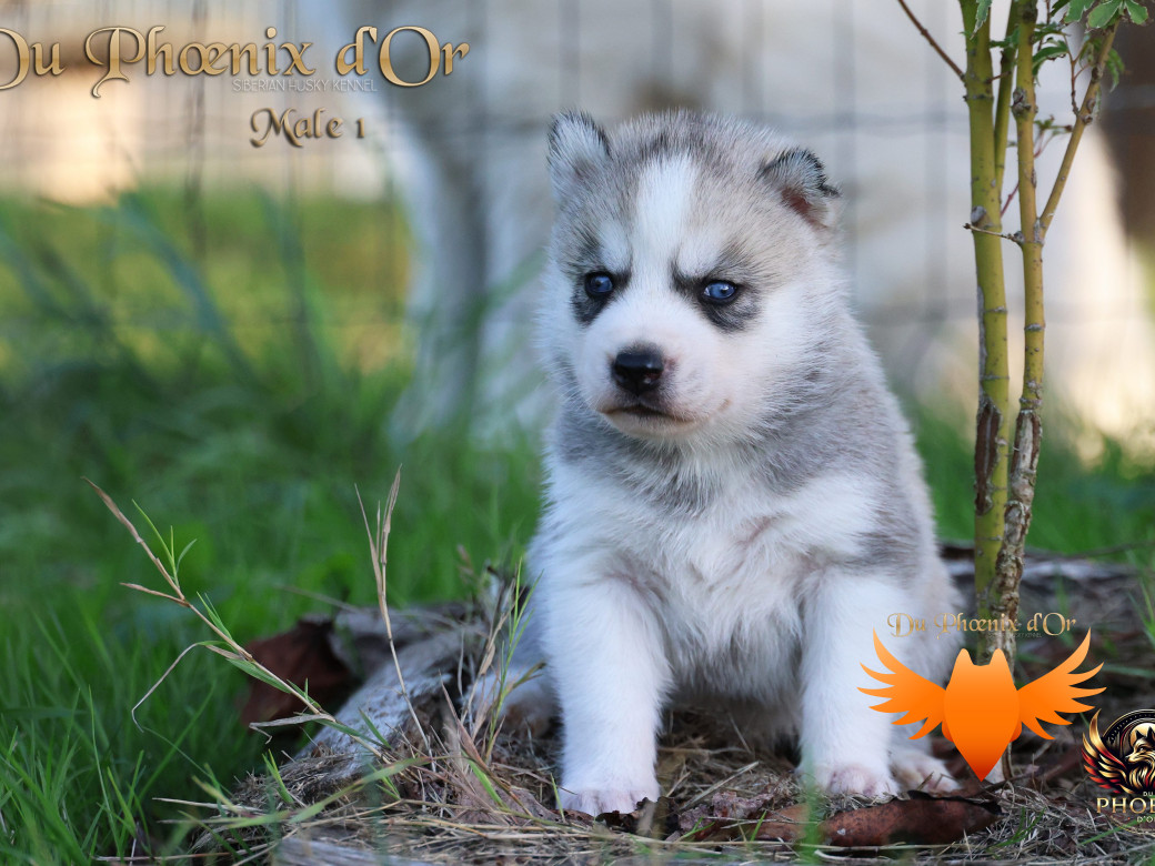 Photo 15 de Mâle 1 - Twilight x Yoshi (Août 2025)
